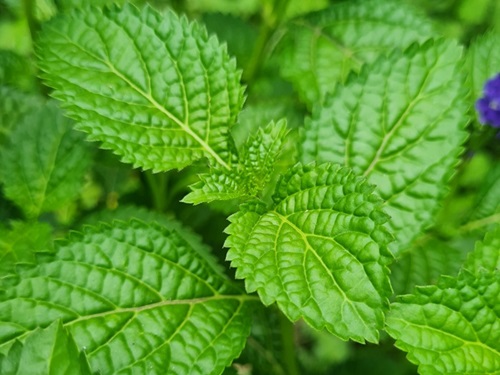 Menthyl PCA: Eigenschaften und Anwendungen